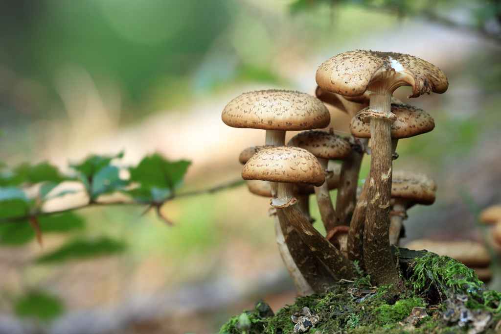 5 Tips for Properly Harvesting Mushrooms: A Guide to Maximizing Your&nbsp;Yield