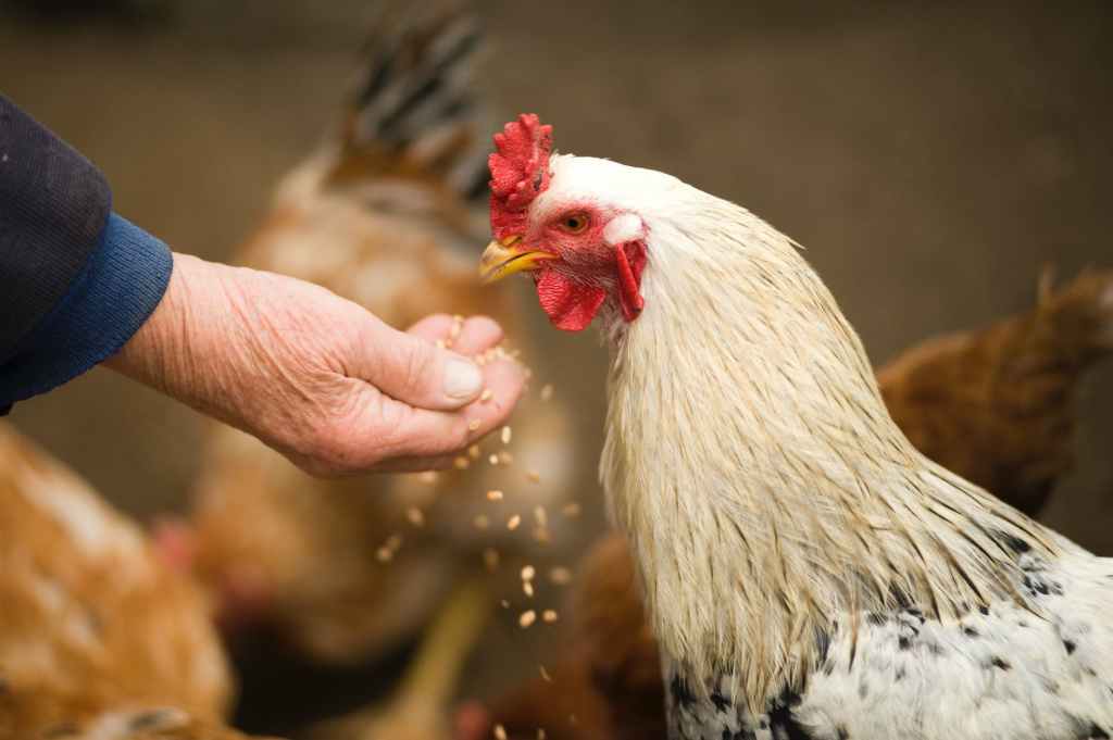 Raising Chickens on a Homestead: Tips for&nbsp;Success