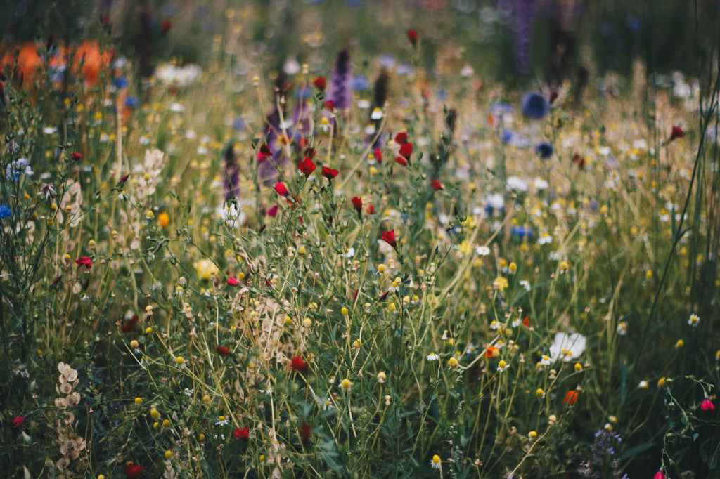 Wild Delights: Adding Edible Wildflowers to Your&nbsp;Meals