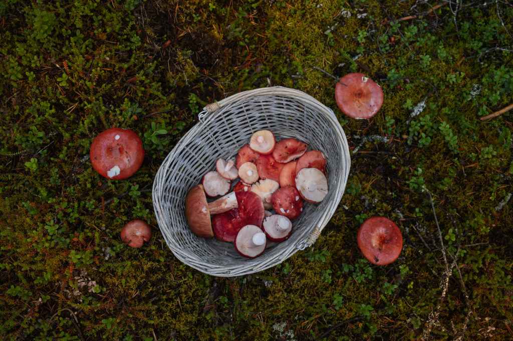 Foraging for Natural Food: Discovering the Joys of Sourcing Nutritious Edibles from the&nbsp;Wild
