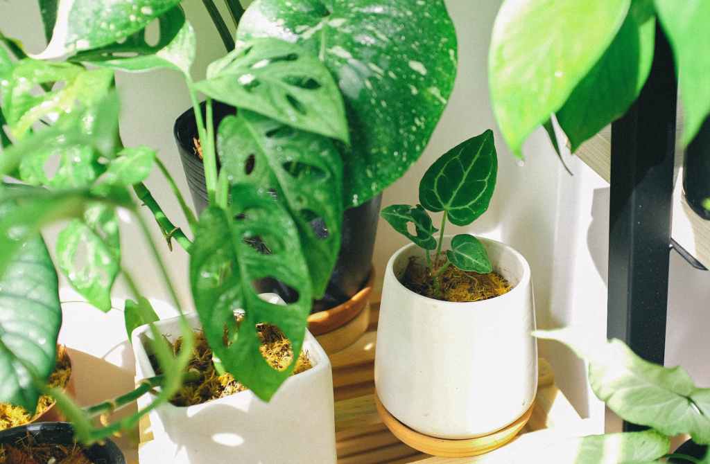 The Green Benefits: Why Houseplants are a Must-Have for Your Home and&nbsp;Health