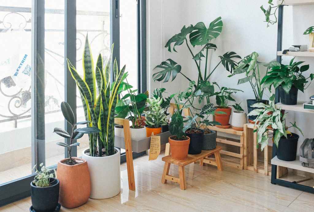 5 Easy-to-Care-for Entry-Level Plants and Their&nbsp;Benefits