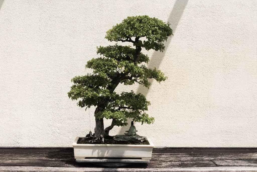 The Art of Bonsai: A Guide to Creating and Caring for Bonsai&nbsp;Trees